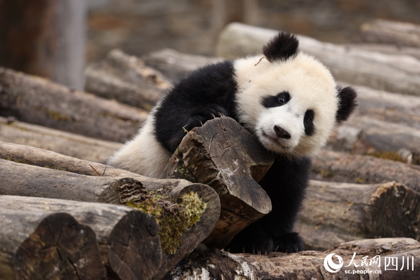 Twin giant panda cubs named in SW China's Sichuan