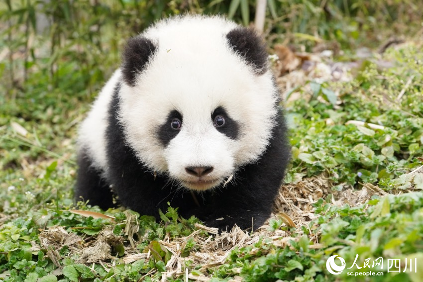 Twin giant panda cubs named in SW China's Sichuan