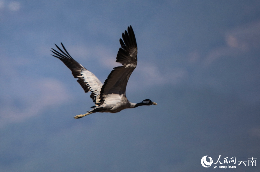 Migrating grey cranes fly to national wetland park in SW China's Yunnan to overwinter
