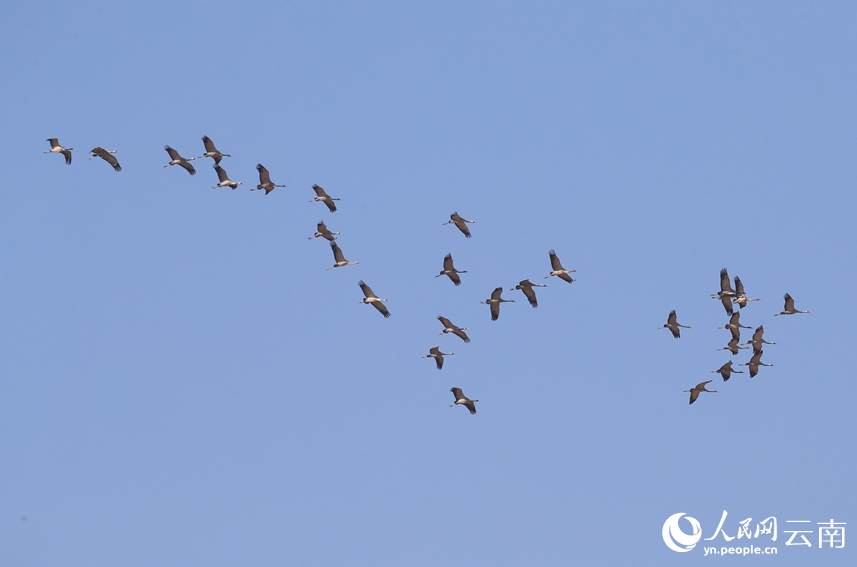 Migrating grey cranes fly to national wetland park in SW China's Yunnan to overwinter