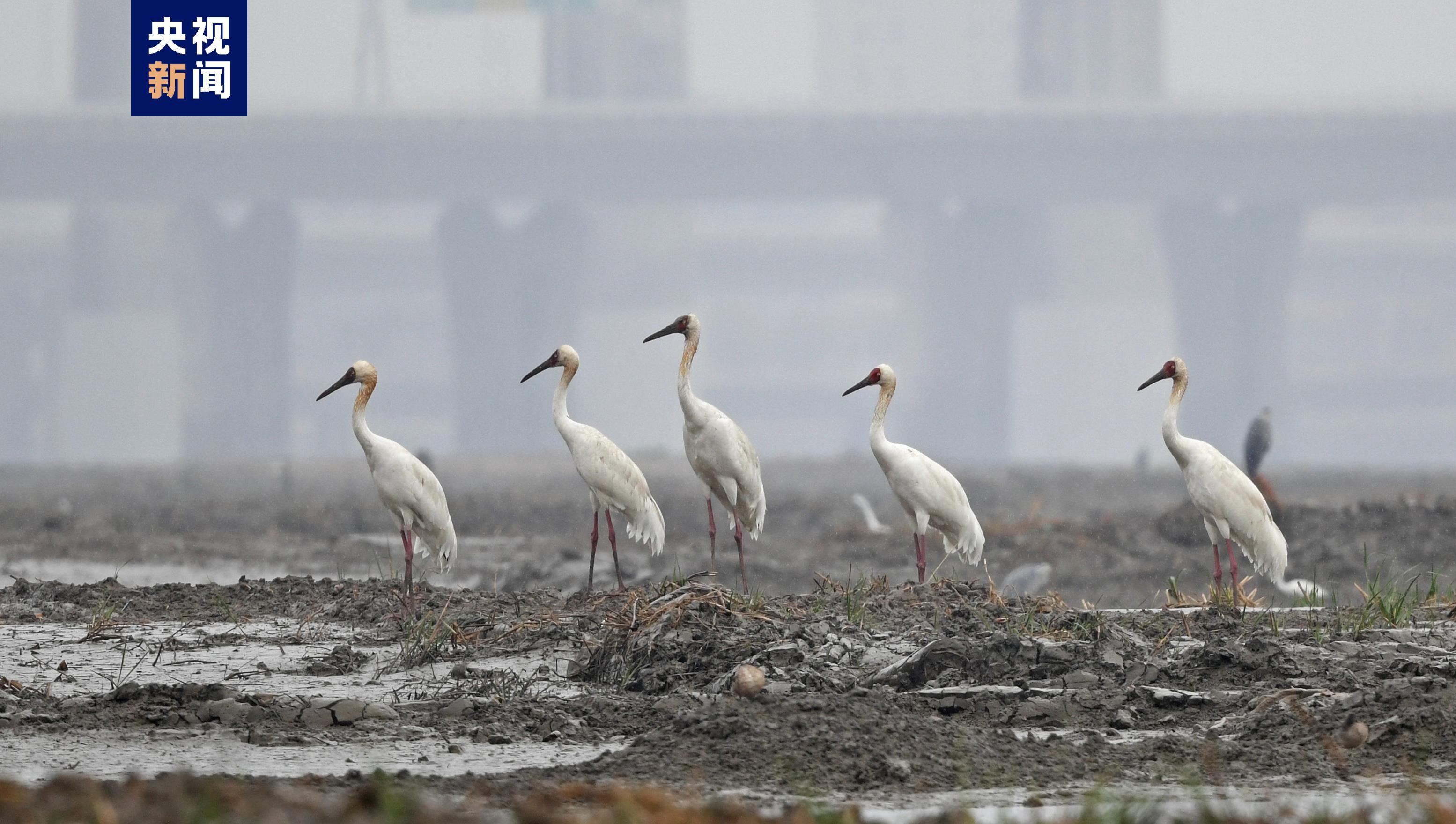 Endangered white cranes spotted in SE China’s Fujian