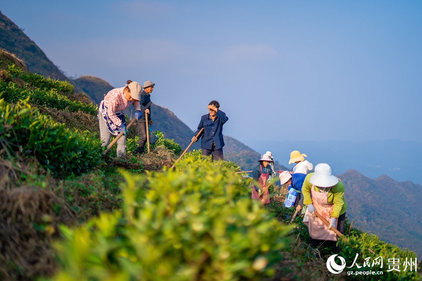 Pu’an county advances rural revitalization by planting white tea trees 