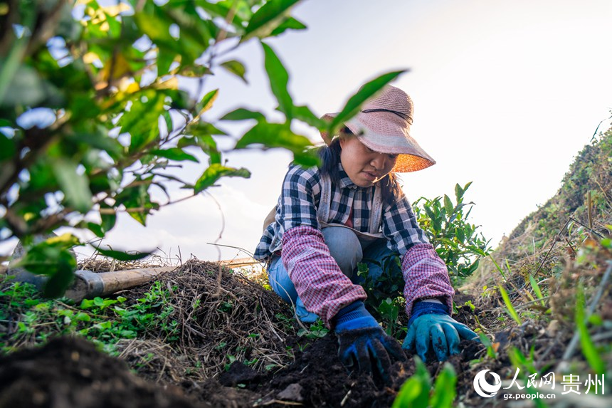 Pu’an county advances rural revitalization by planting white tea trees 