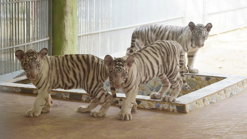 White tiger cubs born at Chattogram Zoo, Bangladesh