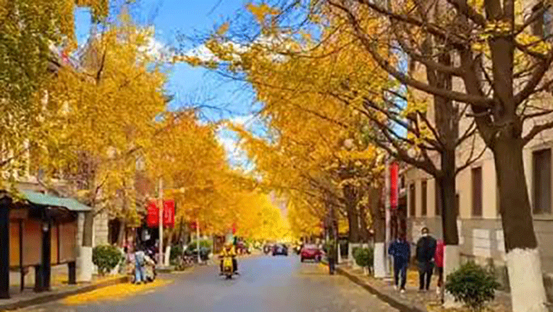 Go see golden ginkgo road in Dali