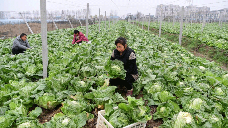 Vegetable growers busy harvesting vegetables to supply market amid cold waves in E China