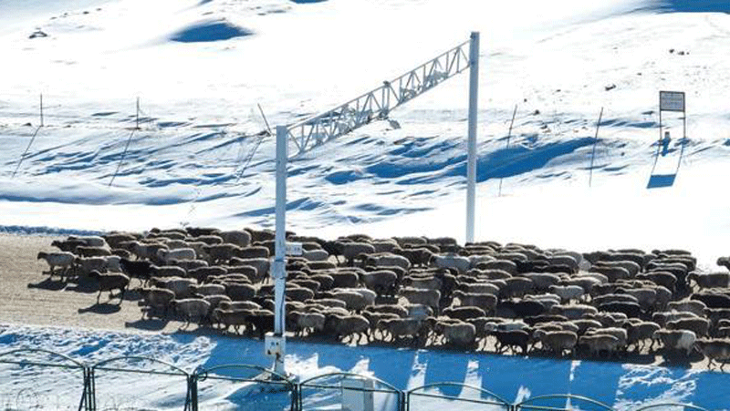 Winter: Time to move the flock