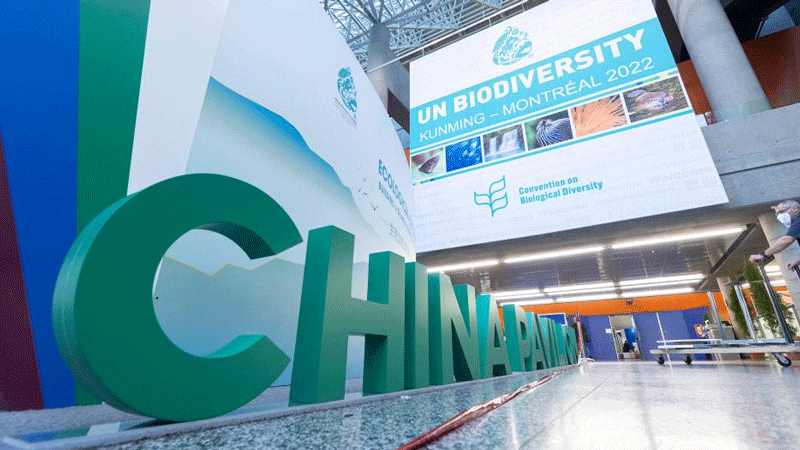 Preparation for second part of COP15 underway in Montreal, Canada