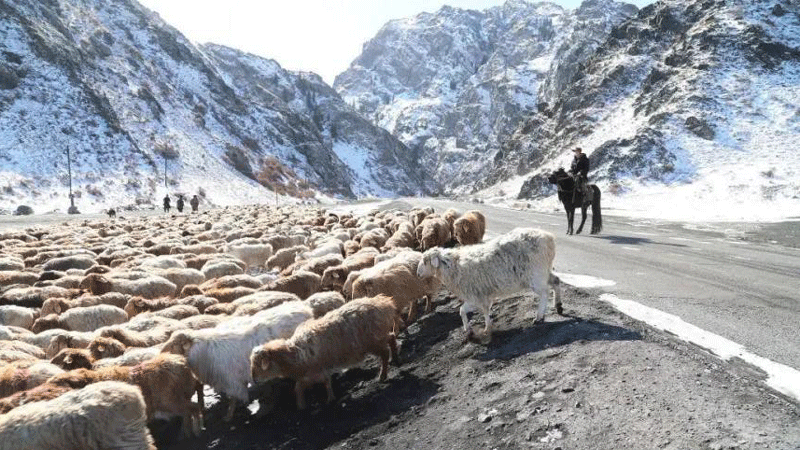32,000 livestock herded to winter pastures in Xinjiang