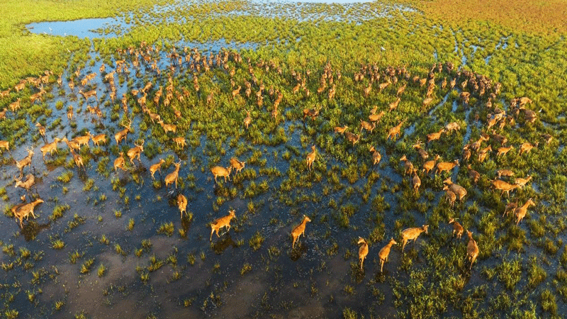 Juncao contributes to treatment of saline-alkali land in Jiangsu province