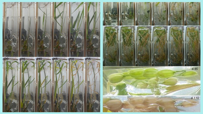 China cultivates world's first rice seeds in orbit