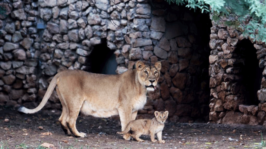 Lion cub seen at Jerusalem Biblical Zoo