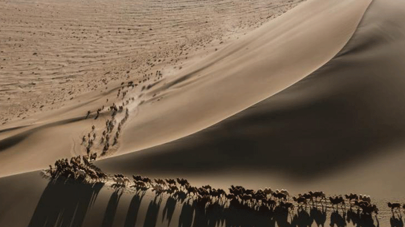Camels move to winter pasture in Badain Jaran Desert