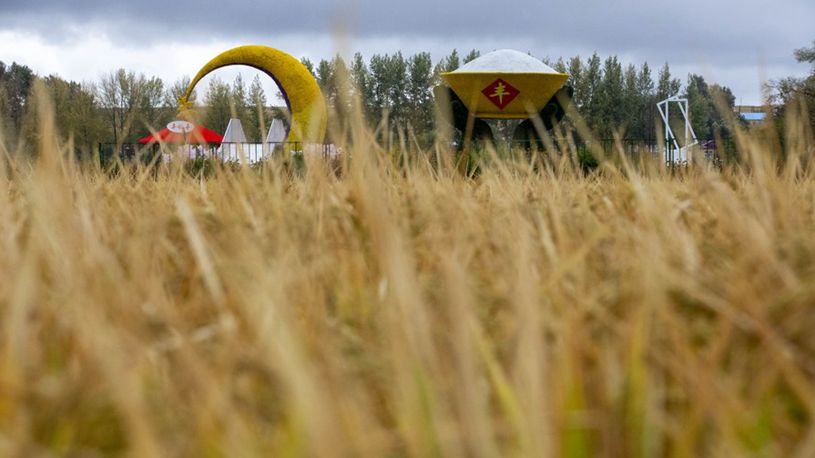 China's largest grain-producing province sees bumper harvest this year