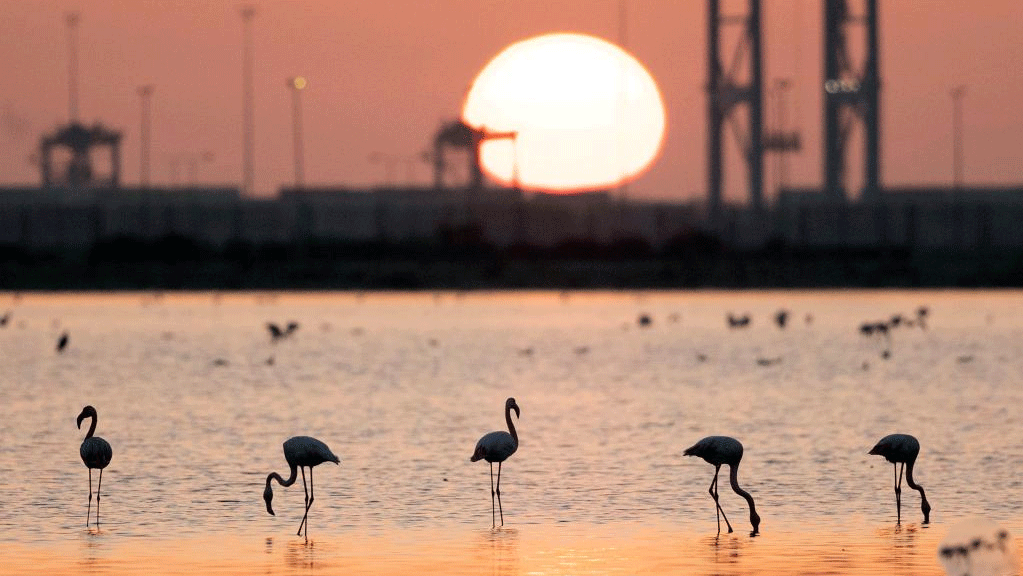 Flamingoes spend warm winter in Port Fouad, Egypt
