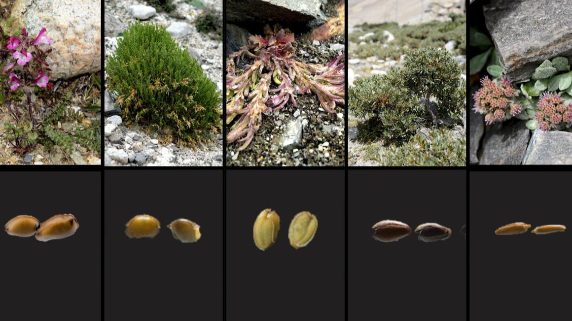 Re-germination of seeds on Mount Qomolangma
