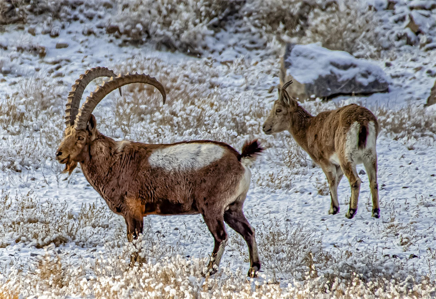 Wild Siberian ibex forage, play on rocks in NW China’s Xinjiang