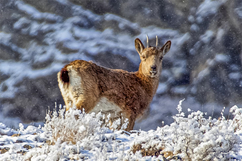 Wild Siberian ibex forage, play on rocks in NW China’s Xinjiang