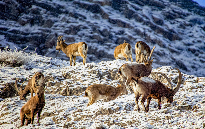 Wild Siberian ibex forage, play on rocks in NW China’s Xinjiang