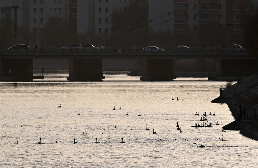 Swans wintering in Korla of NW China’s Xinjiang add charm to city