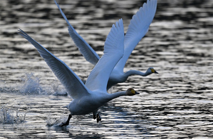 Swans wintering in Korla of NW China’s Xinjiang add charm to city