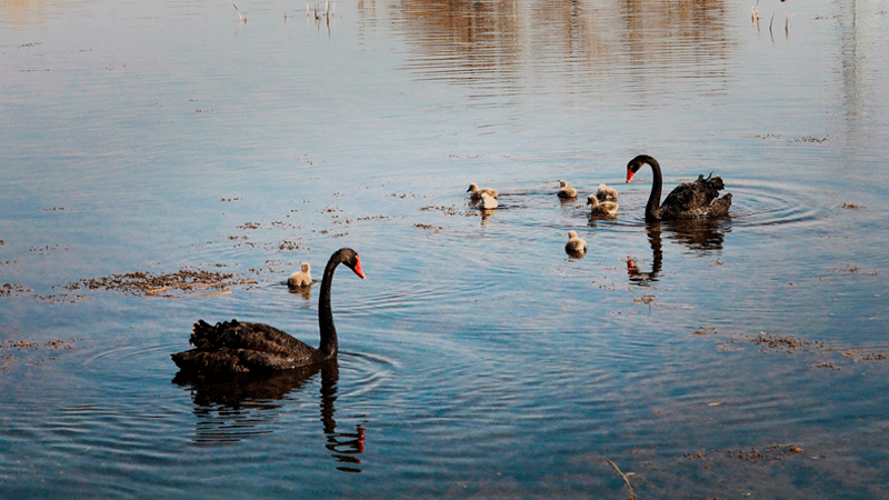 Baby swans born in Gansu’s Zhangye National Wetland Park