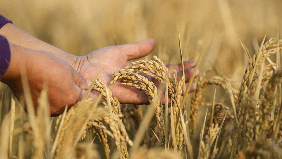 Research sheds light on rice's natural defenses