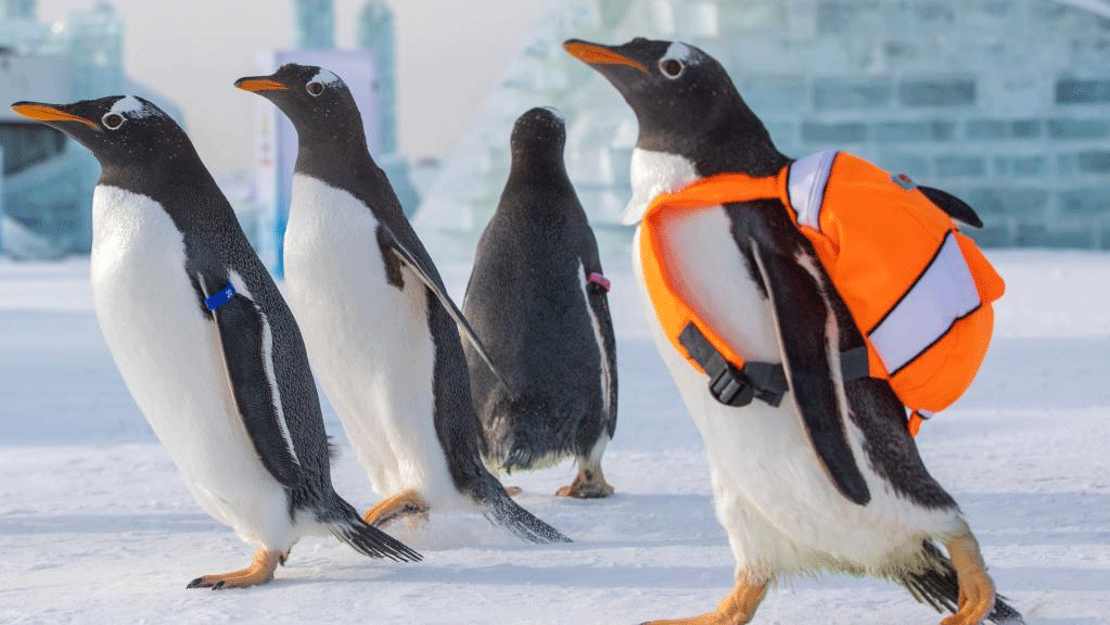 Penguins visit Harbin Ice-Snow World in China's Heilongjiang