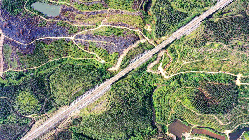 Rare duck species spotted in south China