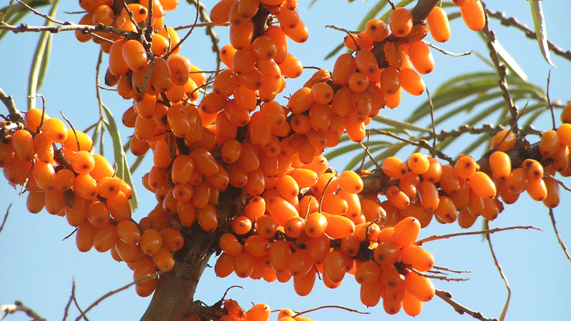 Useful sea buckthorn
