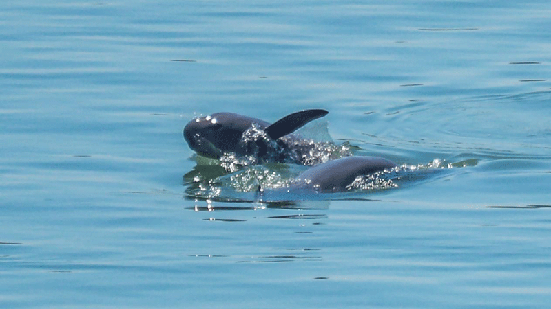 China protects biodiversity with determination