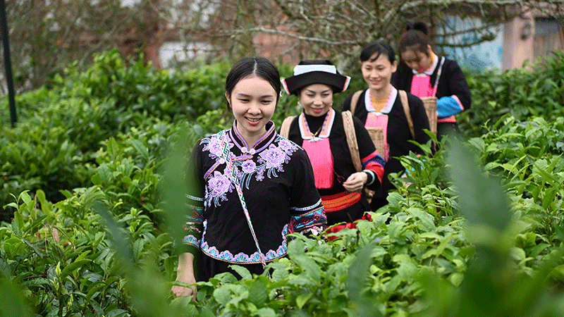 A glimpse of Liubao tea manufacturing in south China’s Guangxi
