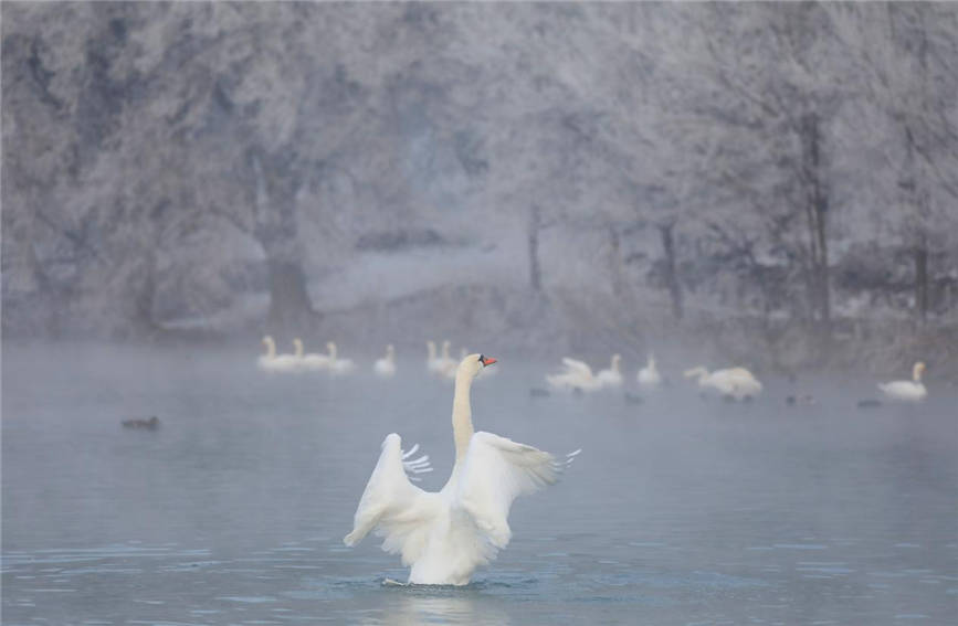 Swans add charm to wetland in NW China's Xinjiang