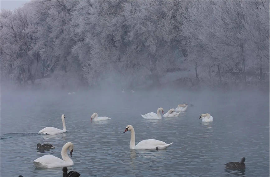 Swans add charm to wetland in NW China's Xinjiang