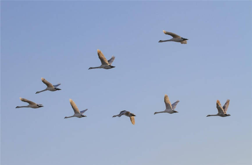 Swans add charm to wetland in NW China's Xinjiang