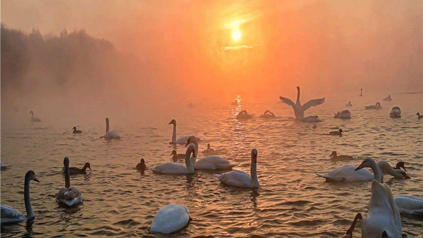 Swans add charm to wetland in NW China's Xinjiang