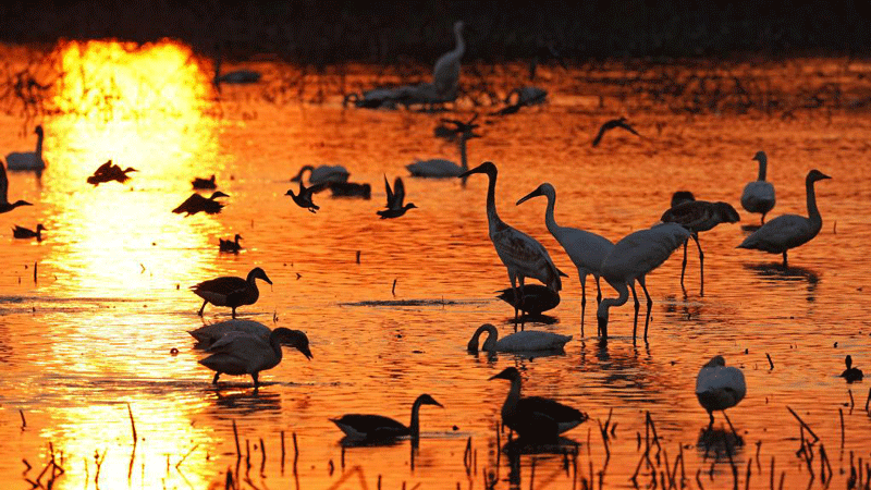 Migratory birds at sanctuary by Poyang Lake in east China