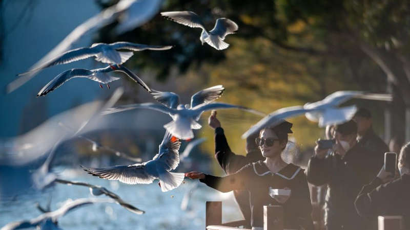 Visitors feed black-headed gulls at Haigeng Park in Kunming