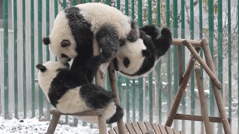 Too cute to bear: Pandas swinging in snow