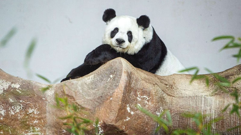 Giant panda from China seen in Chiang Mai, Thailand