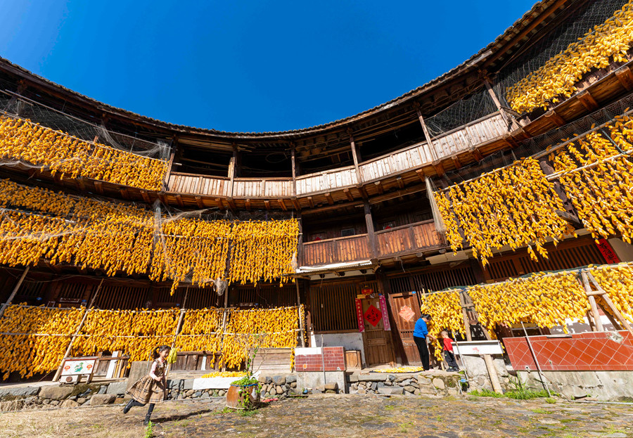 Golden corn cobs add festive color and charm to rural dwellings in SE China’s Fujian