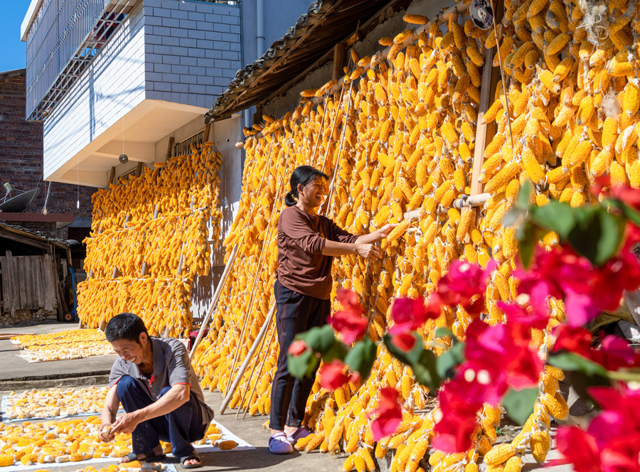 Golden corn cobs add festive color and charm to rural dwellings in SE China’s Fujian