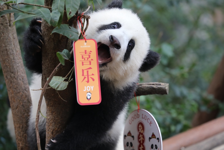 13 panda cubs send New Year greetings in SW China - People's Daily