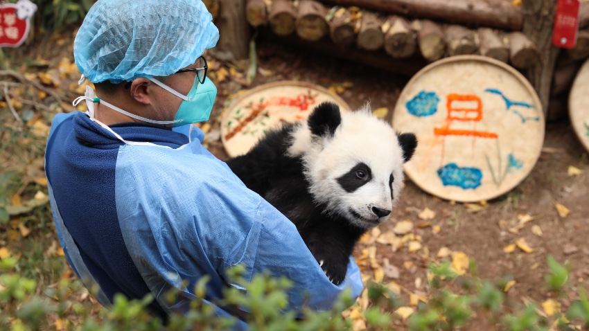 13 panda cubs send New Year greetings in SW China