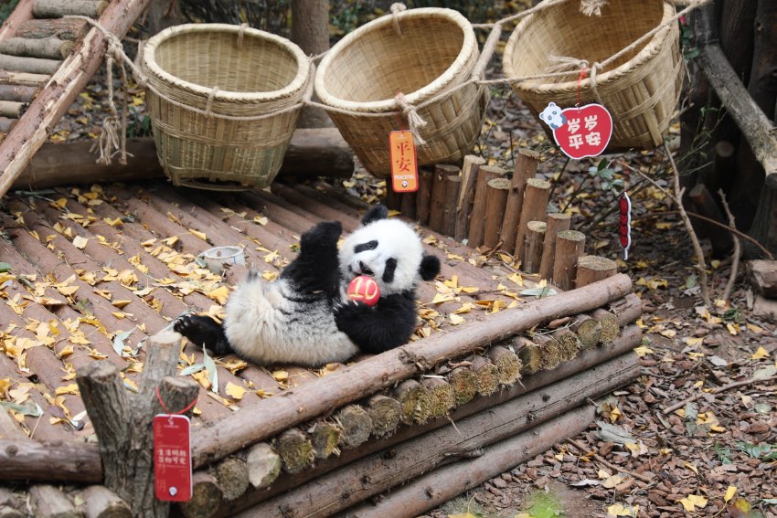 13 panda cubs send New Year greetings in SW China