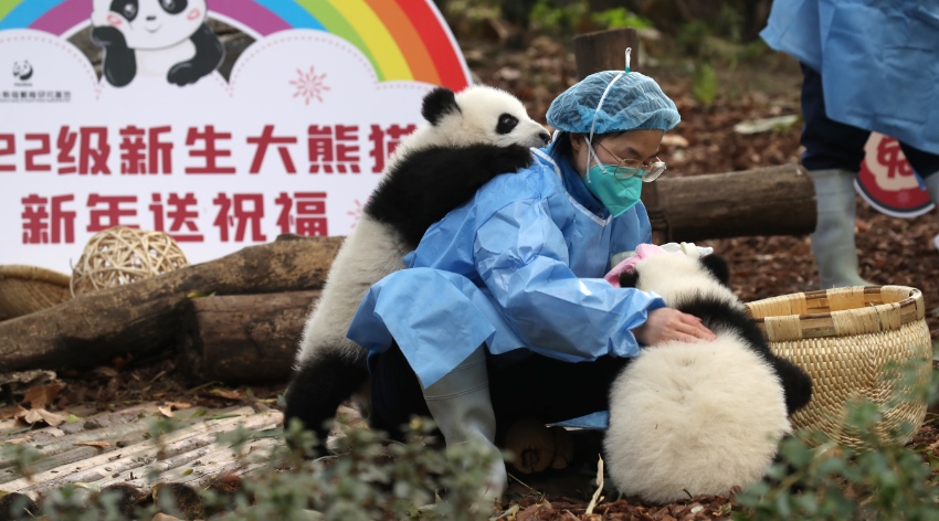 13 panda cubs send New Year greetings in SW China