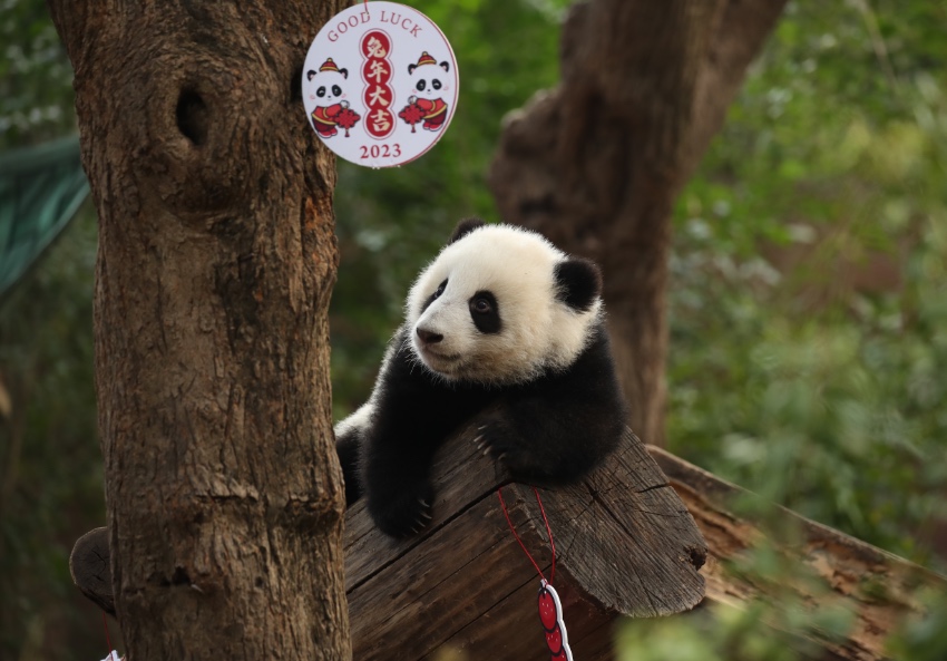 13 panda cubs send New Year greetings in SW China