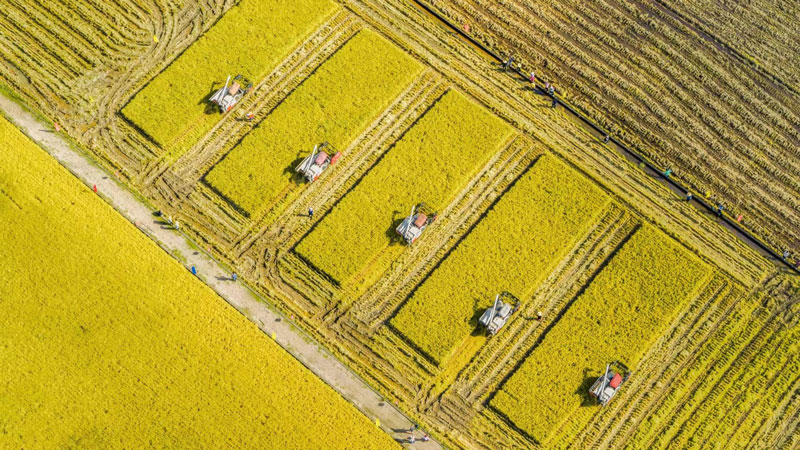 Technology boosts agricultural production in S China’s Guangdong