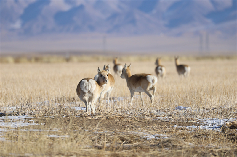 Rare gazelle species spotted on grassland near Qinghai Lake