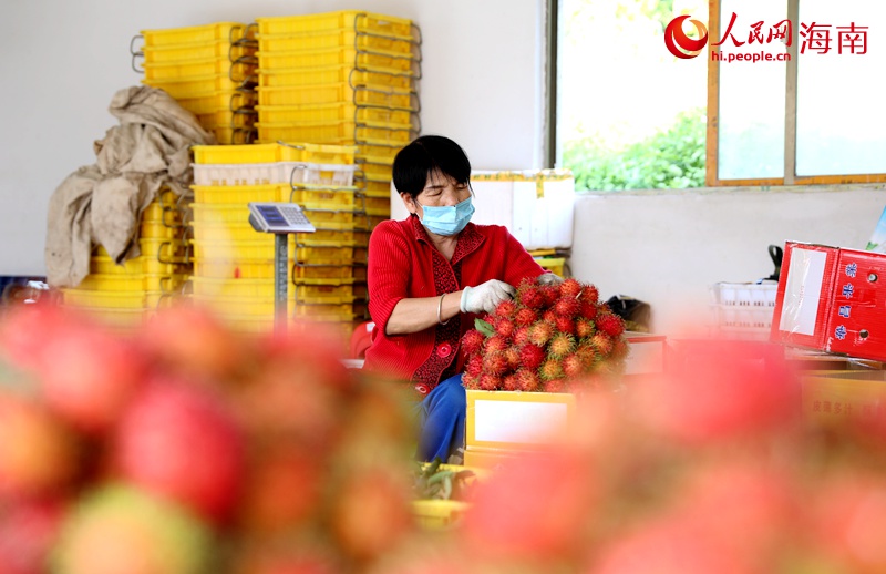 County in south China’s Hainan finds path to prosperity by growing rambutan